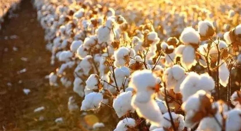 棉花期货 棉花期货开户_棉花期货手续费_棉花期货保证金(图1)