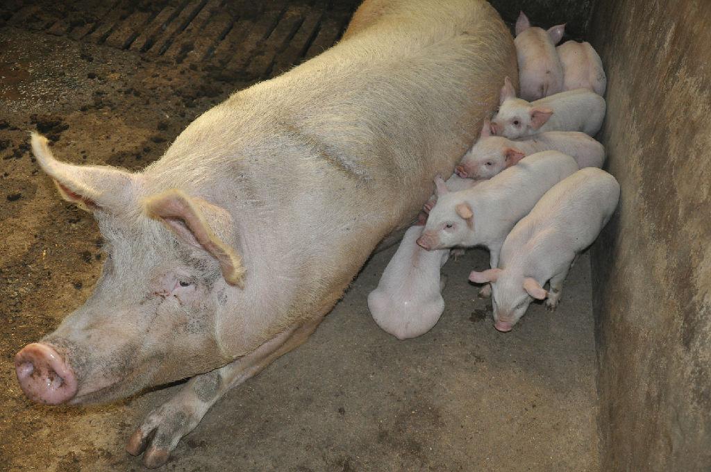 生猪产能恢复超预期,生猪期货年内跌超50%(图1) 生猪产能恢复超预期,生猪期货年内跌超50%(图1)