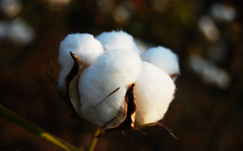 浅谈当前棉花期货定价逻辑