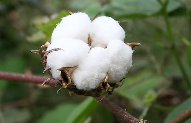 棉花期货的影响因素