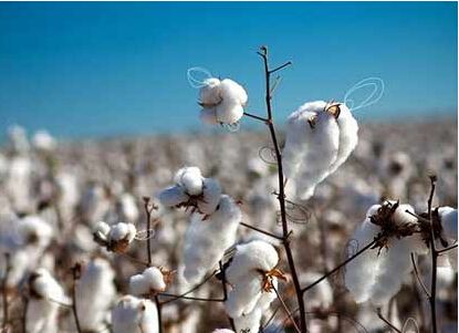 今日棉花期货价格行情查询