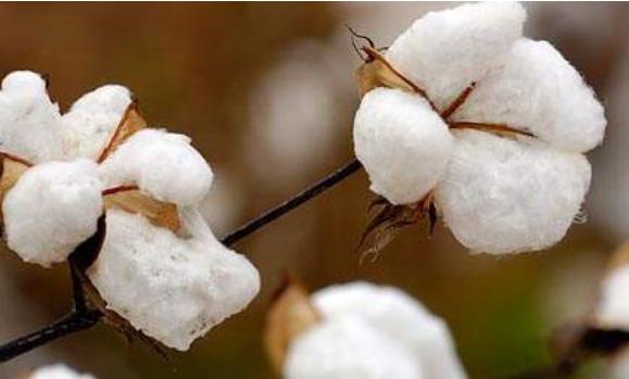 棉花期货高位运行