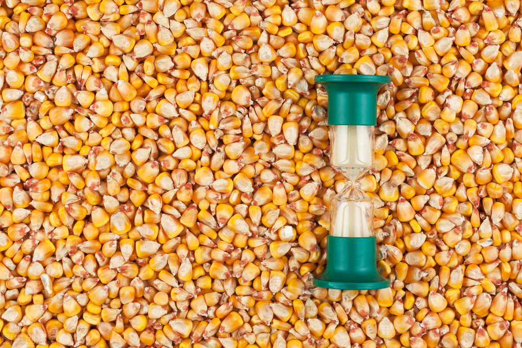 玉米早评：期货大跌70点！等待年前重大政策，价格或有波动(图1)