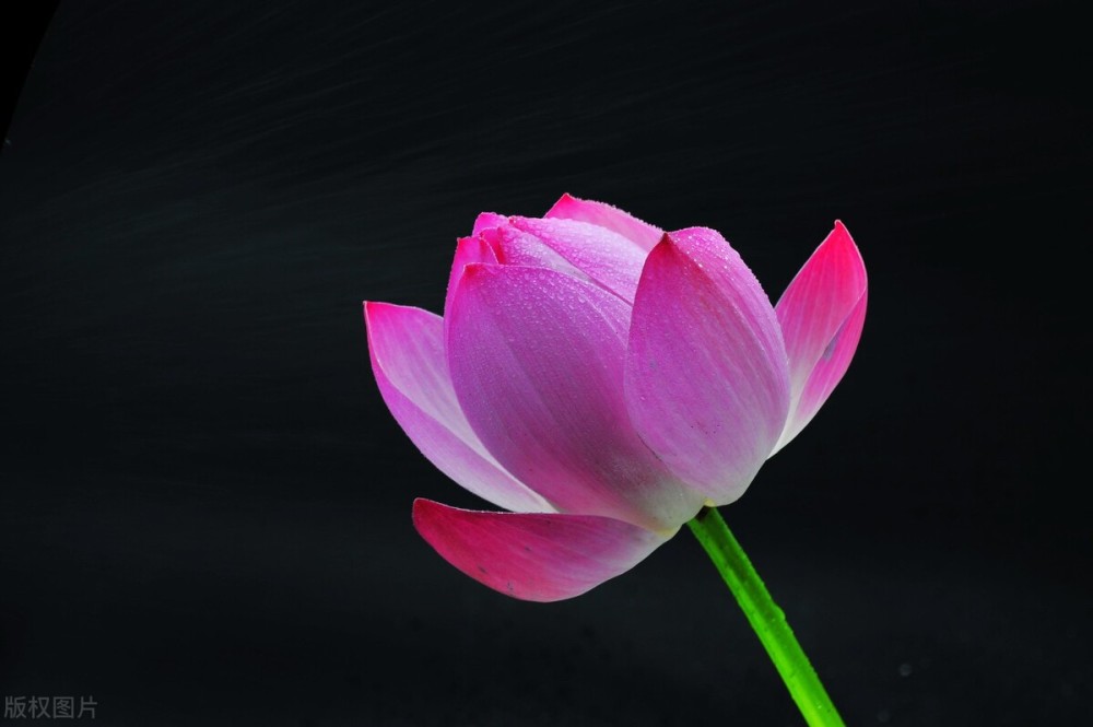 期货交易:知者不言,言者不知!(图3) 期货交易:知者不言,言者不知!(图3)