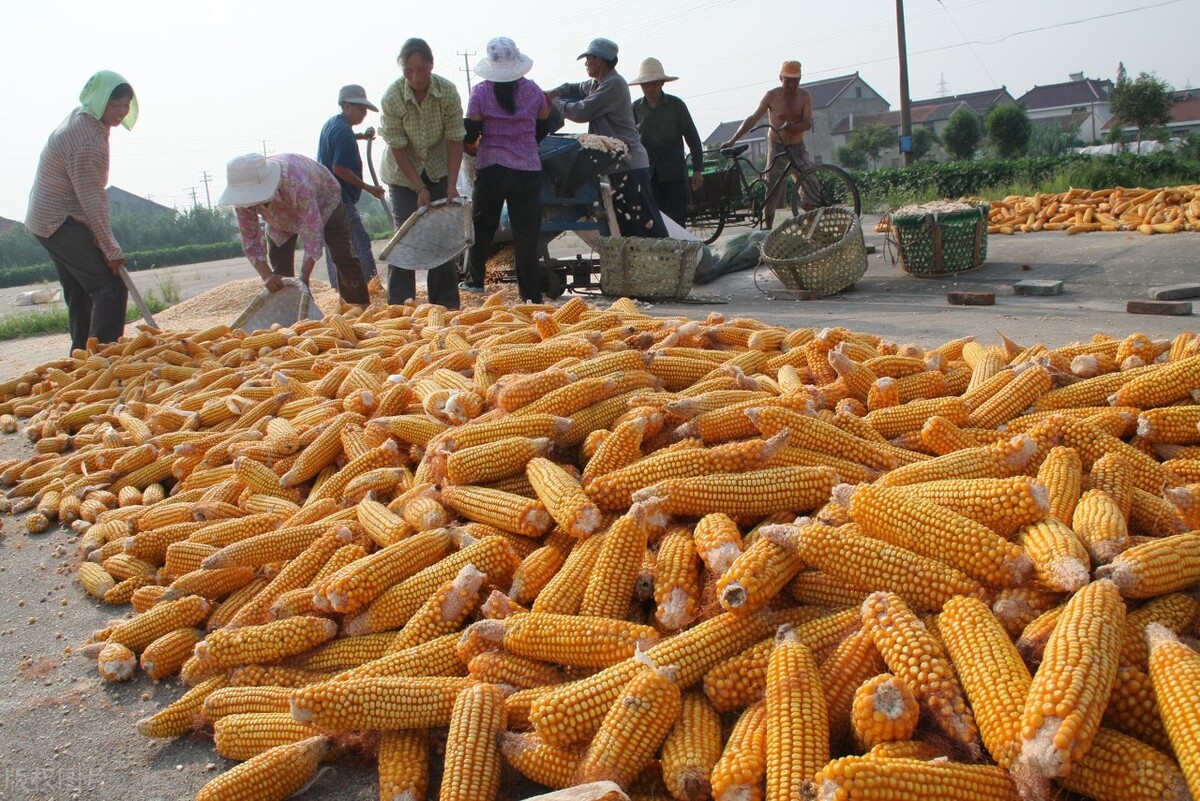 元旦结束国内玉米价格重回涨势,需求不佳面粉厂元月六日放假(图1) 元旦结束国内玉米价格重回涨势,需求不佳面粉厂元月六日放假(图1)