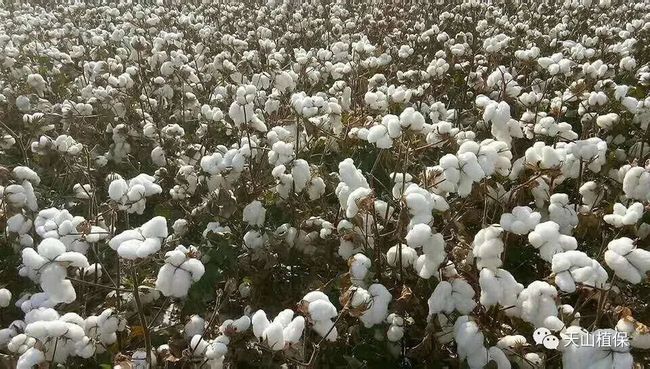 2022年种棉花能赚钱吗？这三点可以给你答案！(图3)
