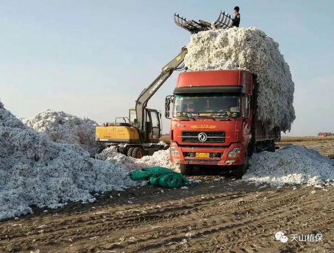 2022年种棉花能赚钱吗？这三点可以给你答案！(图5)