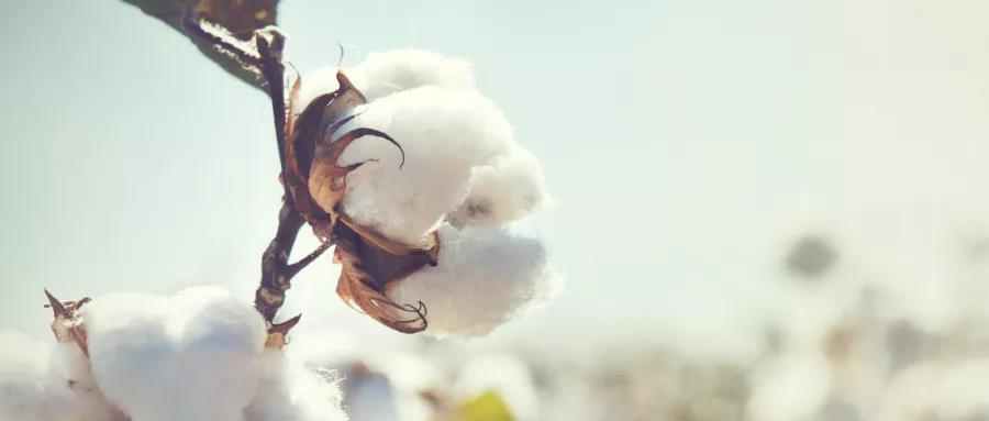 南印度尽管织物需求疲软,但棉纱价格急剧上涨(图1) 南印度尽管织物需求疲软,但棉纱价格急剧上涨(图1)