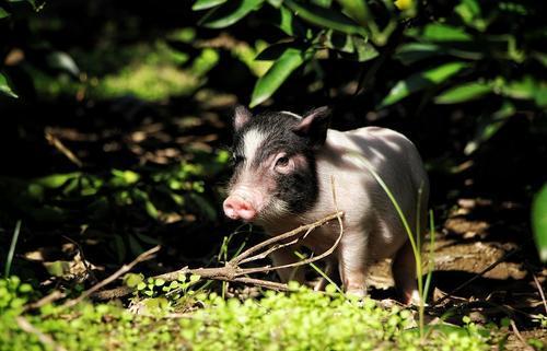 生猪期货周岁观察:正面遭遇猪周期下行“大考”
