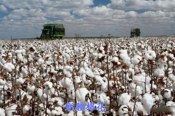 新年开局好，棉花行情上涨(图3)
