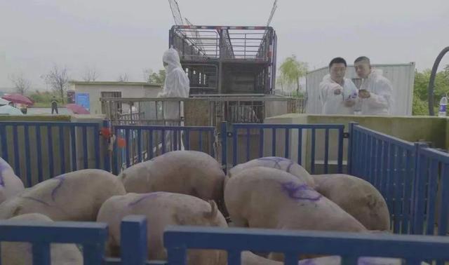 生猪期货交出一份怎样的成绩单?(图4) 生猪期货交出一份怎样的成绩单?(图4)