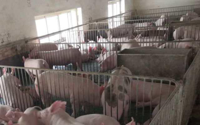 生猪期货一周年丨万亿市场前景向好 真正发挥作用仍需时间(图1)