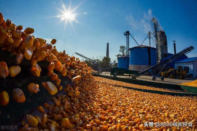 期货连跌4天,基层粮价开跌(图1) 期货连跌4天,基层粮价开跌(图1)