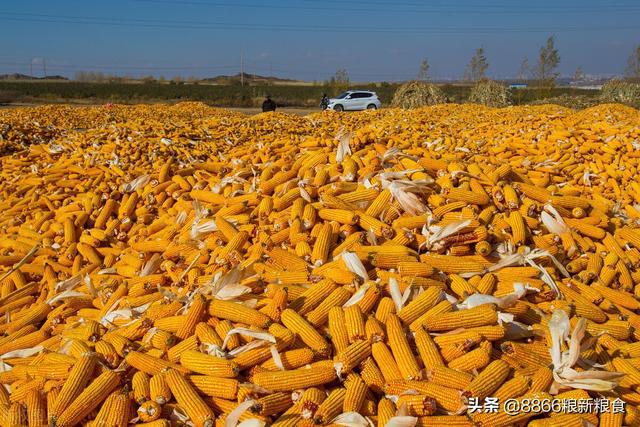 期货连跌4天,基层粮价开跌(图3) 期货连跌4天,基层粮价开跌(图3)