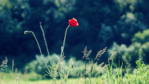 期货交易规则手续费,期货交易规则(图3) 期货交易规则手续费,期货交易规则(图3)