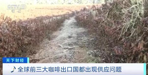 原料期货价格大涨超45%:有人提前一年“囤货”这种饮料会涨价吗?(图3) 原料期货价格大涨超45%:有人提前一年“囤货”这种饮料会涨价吗?(图3)