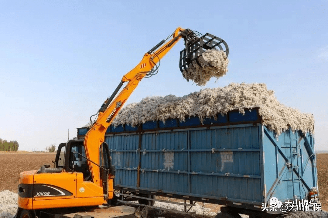 郑棉期货和籽棉收购价平步青云,高成本下的新棉何去何从 (图1) 郑棉期货和籽棉收购价平步青云,高成本下的新棉何去何从 (图1)