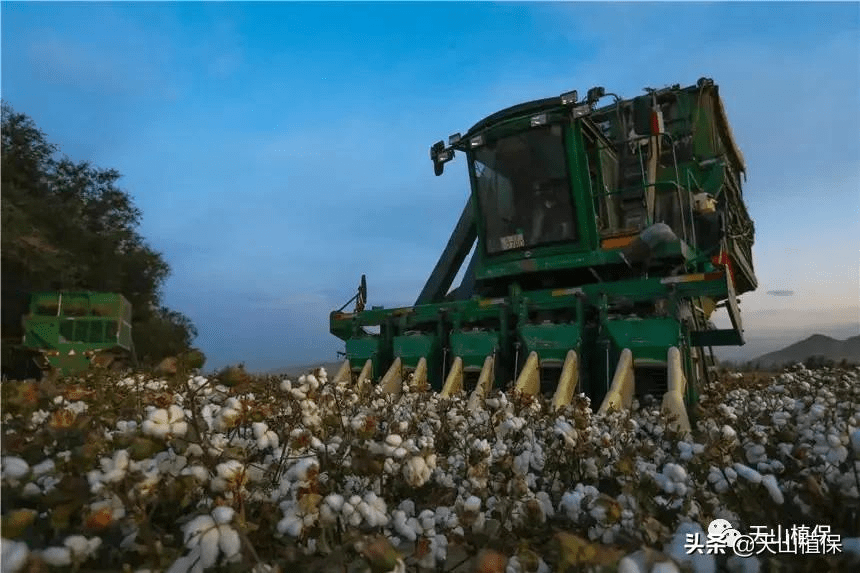 郑棉期货和籽棉收购价平步青云,高成本下的新棉何去何从 (图4) 郑棉期货和籽棉收购价平步青云,高成本下的新棉何去何从 (图4)