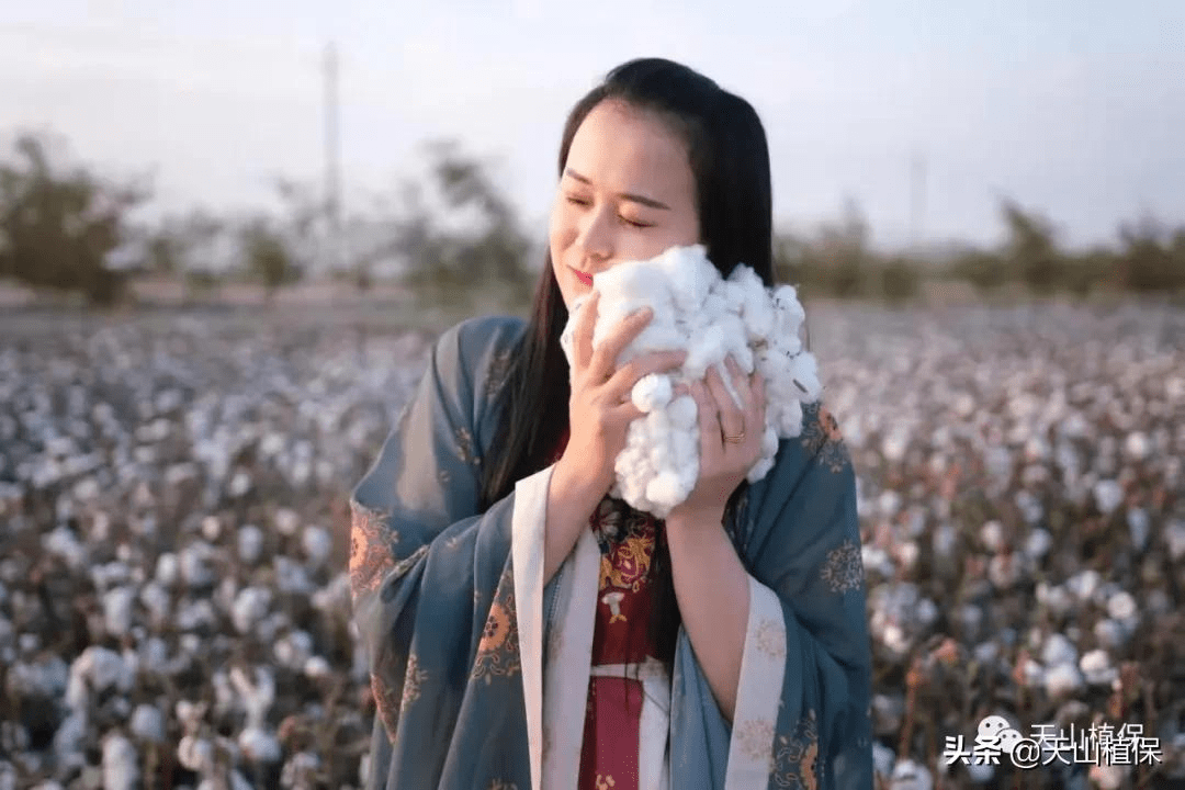 郑棉期货和籽棉收购价平步青云,高成本下的新棉何去何从 (图5) 郑棉期货和籽棉收购价平步青云,高成本下的新棉何去何从 (图5)