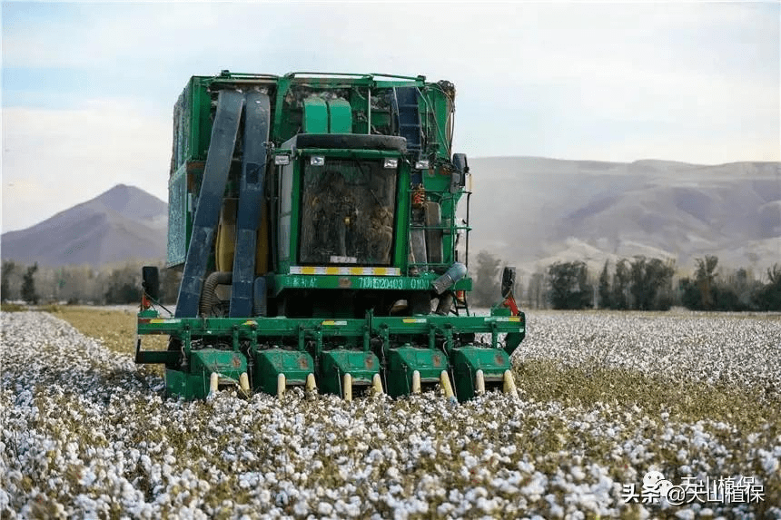 郑棉期货和籽棉收购价平步青云,高成本下的新棉何去何从 (图6) 郑棉期货和籽棉收购价平步青云,高成本下的新棉何去何从 (图6)
