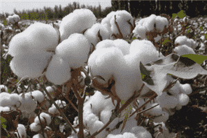 郑棉将强势参选(图1)