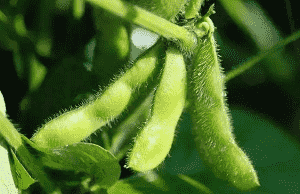 芝加哥期货交易所(CBOT )豆粕期货市场下跌