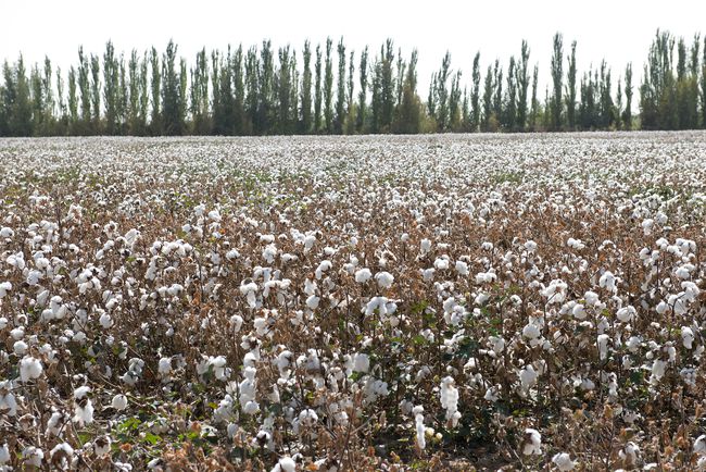 美股原油崩盘,棉花节节高升,螺纹钢产能生变!(图6) 美股原油崩盘,棉花节节高升,螺纹钢产能生变!(图6)