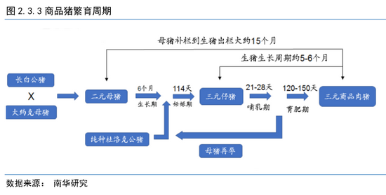 南华期货2022年度生猪展望:猪周期拐点明年内将至(图9) 南华期货2022年度生猪展望:猪周期拐点明年内将至(图9)