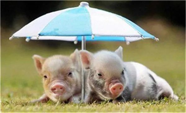 未来猪价跌到让你怀疑人生!(图3) 未来猪价跌到让你怀疑人生!(图3)