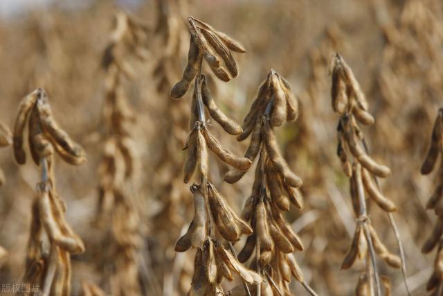 今日大豆价格行情走势(图3) 今日大豆价格行情走势(图3)