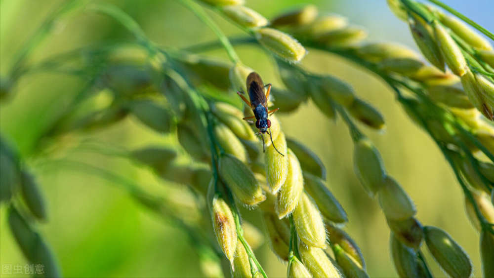 做一手稻谷期货所需的保证金和手续费是多少?(图1) 做一手稻谷期货所需的保证金和手续费是多少?(图1)