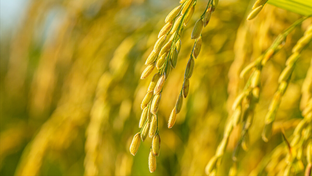 做一手稻谷期货所需的保证金和手续费是多少?(图5) 做一手稻谷期货所需的保证金和手续费是多少?(图5)