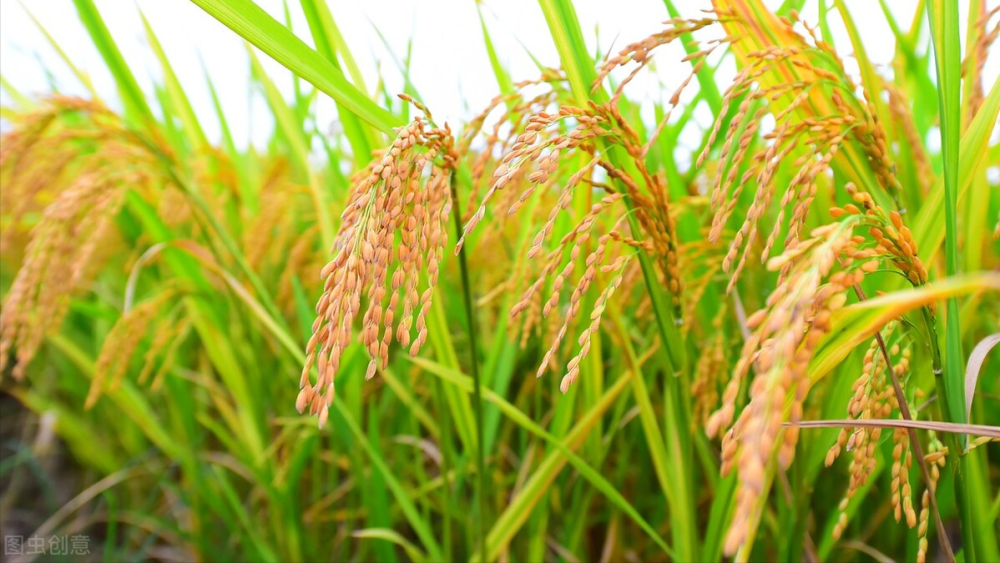 做一手稻谷期货所需的保证金和手续费是多少?(图9) 做一手稻谷期货所需的保证金和手续费是多少?(图9)