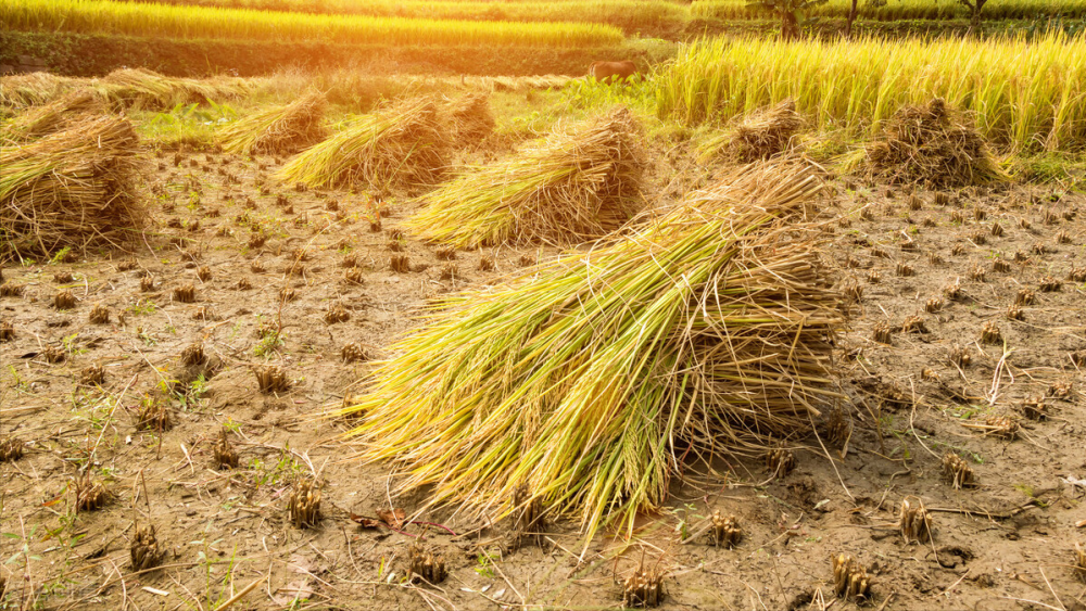 做一手稻谷期货所需的保证金和手续费是多少?(图10) 做一手稻谷期货所需的保证金和手续费是多少?(图10)