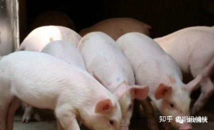 12.22 现货价格延续走高！生猪期货或将 保持震荡走势(图1)