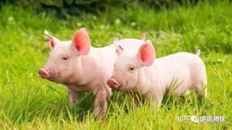 12.22 现货价格延续走高！生猪期货或将 保持震荡走势(图2)